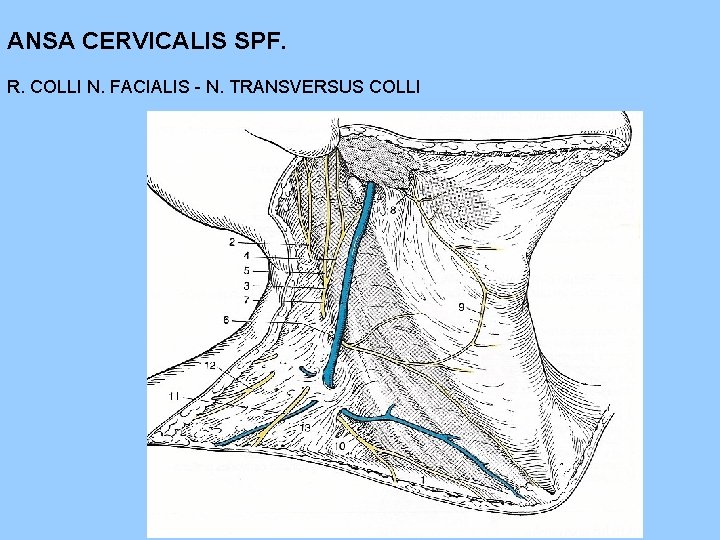 ANSA CERVICALIS SPF. R. COLLI N. FACIALIS - N. TRANSVERSUS COLLI 