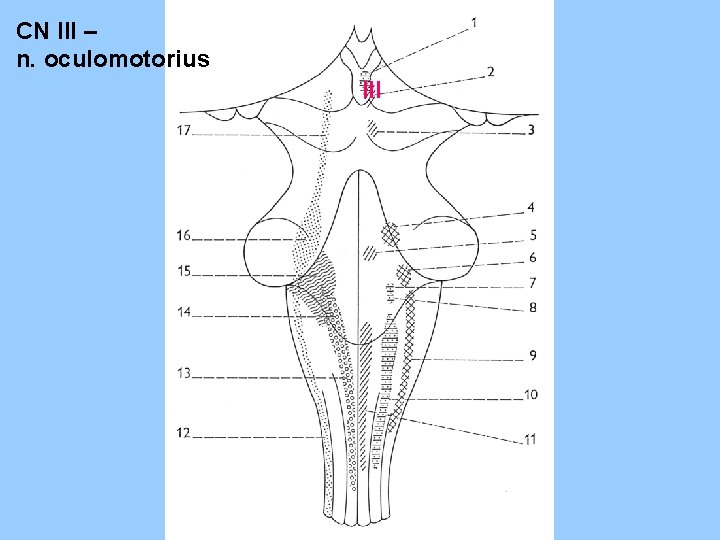 CN III – n. oculomotorius III 