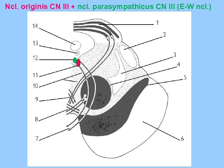 Ncl. originis CN III + ncl. parasympathicus CN III (E-W ncl. ) 
