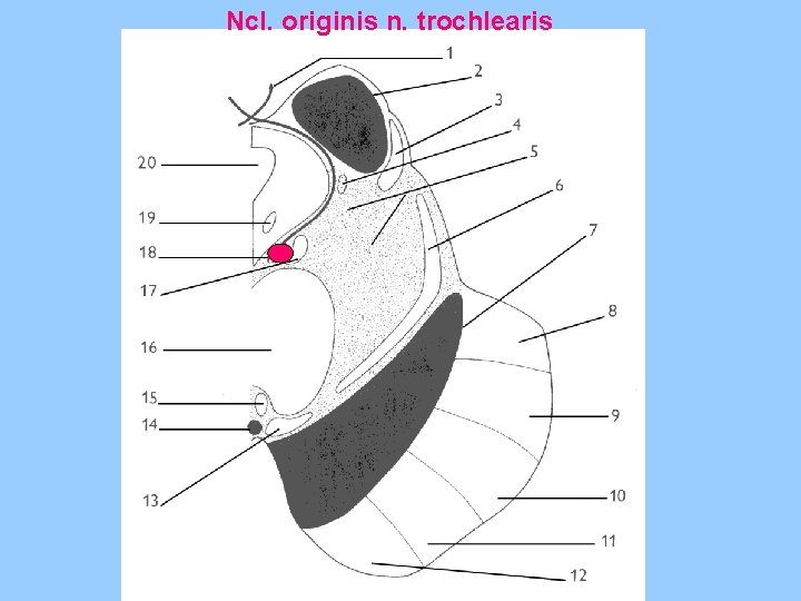 Ncl. originis n. trochlearis 