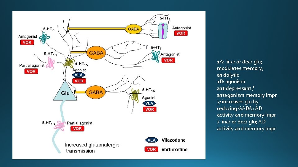 1 A: incr or decr glu; modulates memory; anxiolytic 1 B: agonism antidepressant /