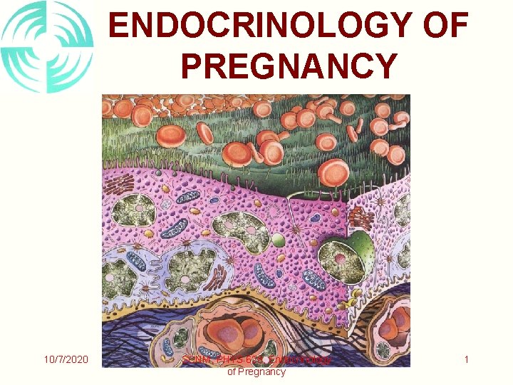 ENDOCRINOLOGY OF PREGNANCY 10/7/2020 SCNM, PHYS 628, Endocrinology of Pregnancy 1 