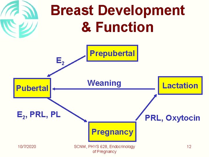 Breast Development & Function E 2 Pubertal Prepubertal Weaning E 2, PRL, PL Lactation