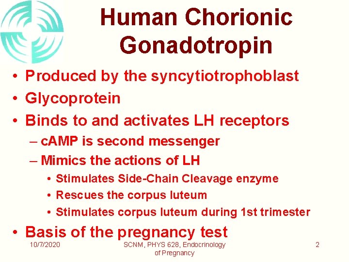 Human Chorionic Gonadotropin • Produced by the syncytiotrophoblast • Glycoprotein • Binds to and