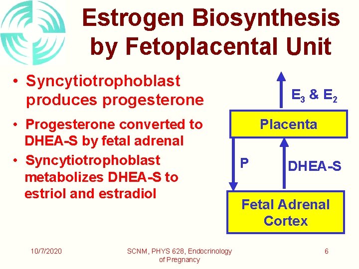 Estrogen Biosynthesis by Fetoplacental Unit • Syncytiotrophoblast produces progesterone • Progesterone converted to DHEA-S
