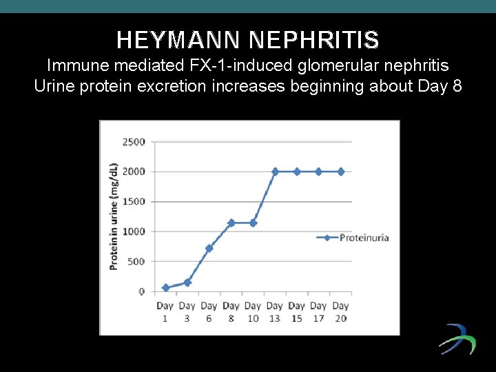 HEYMANN NEPHRITIS Immune mediated FX-1 -induced glomerular nephritis Urine protein excretion increases beginning about