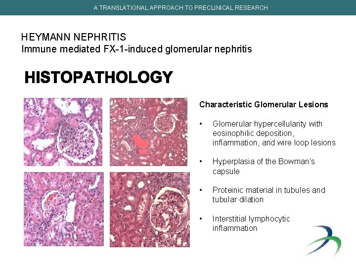 A TRANSLATIONAL APPROACH TO PRECLINICAL RESEARCH HEYMANN NEPHRITIS Immune mediated FX-1 -induced glomerular nephritis