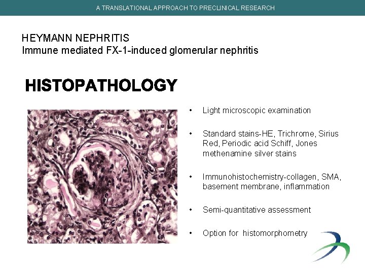 A TRANSLATIONAL APPROACH TO PRECLINICAL RESEARCH HEYMANN NEPHRITIS Immune mediated FX-1 -induced glomerular nephritis