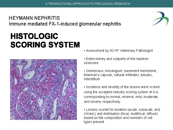 A TRANSLATIONAL APPROACH TO PRECLINICAL RESEARCH HEYMANN NEPHRITIS Immune mediated FX-1 -induced glomerular nephritis