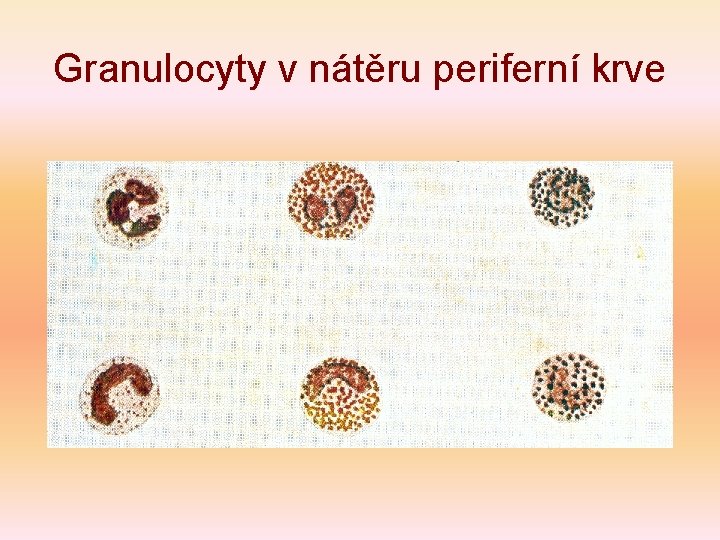 Granulocyty v nátěru periferní krve 