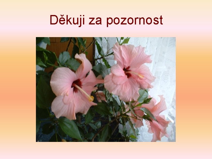 Děkuji za pozornost 