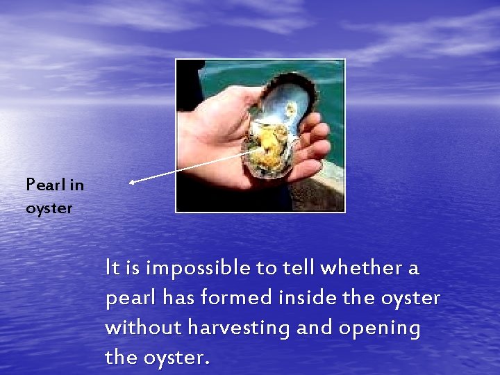 Pearl in oyster It is impossible to tell whether a pearl has formed inside