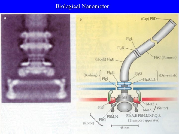 Biological Nanomotor Biological Nanomotor