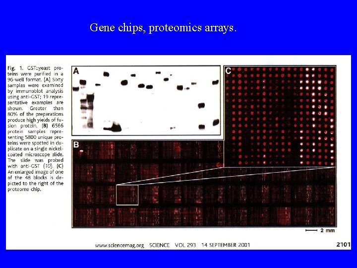 Gene chips, proteomics arrays. Gene chips, proteomics arrays.