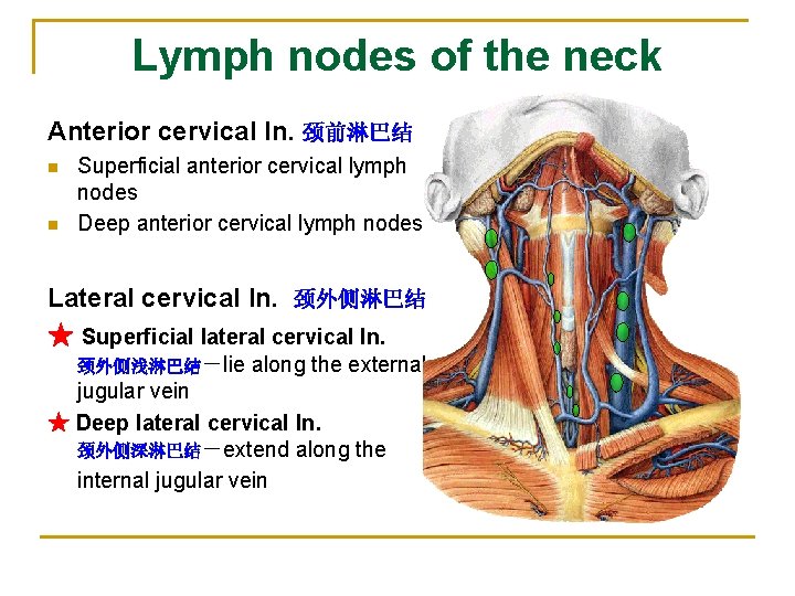 Lymph nodes of the neck Anterior cervical ln. 颈前淋巴结 n n Superficial anterior cervical