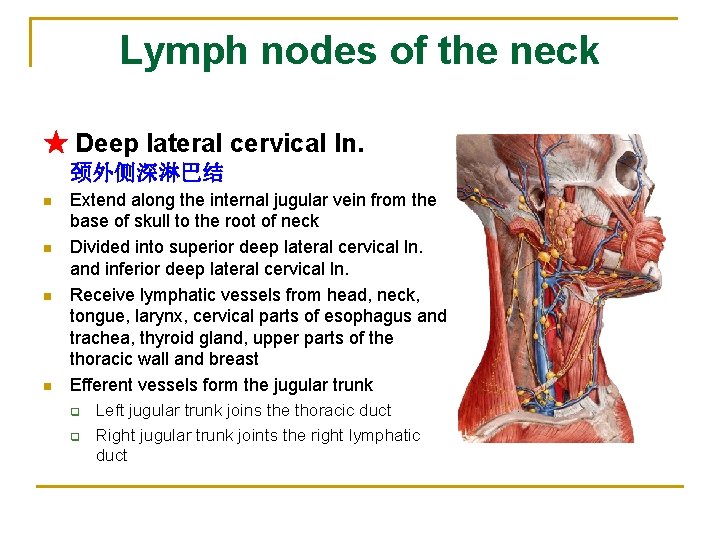 Lymph nodes of the neck ★ Deep lateral cervical ln. 颈外侧深淋巴结 n n Extend