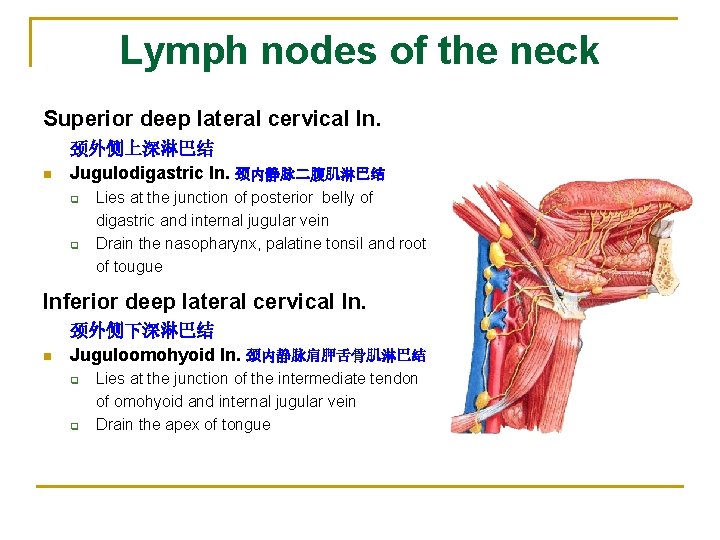 Lymph nodes of the neck Superior deep lateral cervical ln. n 颈外侧上深淋巴结 Jugulodigastric ln.