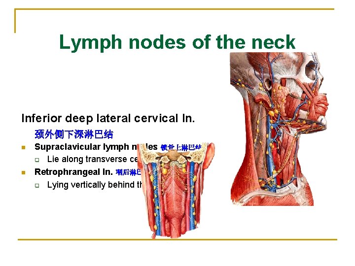 Lymph nodes of the neck Inferior deep lateral cervical ln. 颈外侧下深淋巴结 n n Supraclavicular