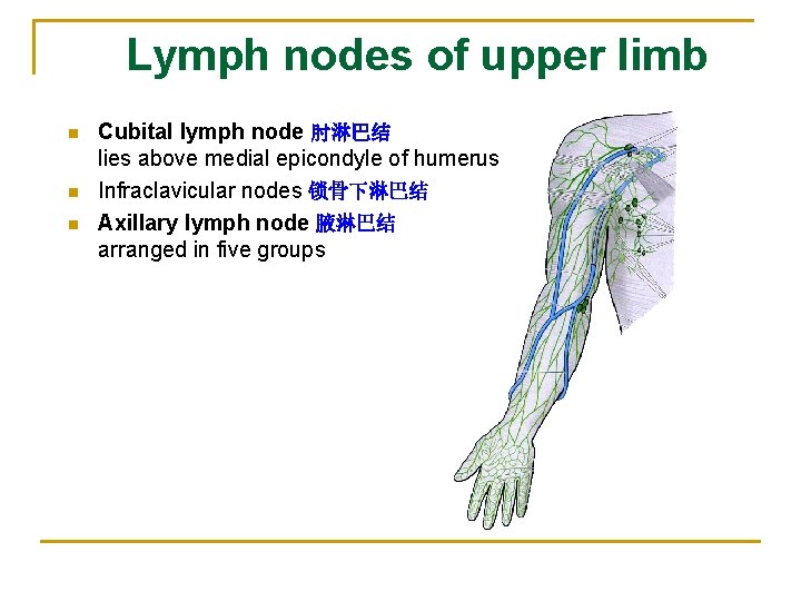 Lymph nodes of upper limb n n n Cubital lymph node 肘淋巴结 lies above