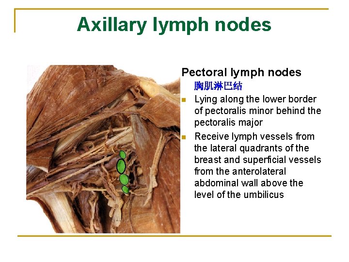Axillary lymph nodes Pectoral lymph nodes n n 胸肌淋巴结 Lying along the lower border