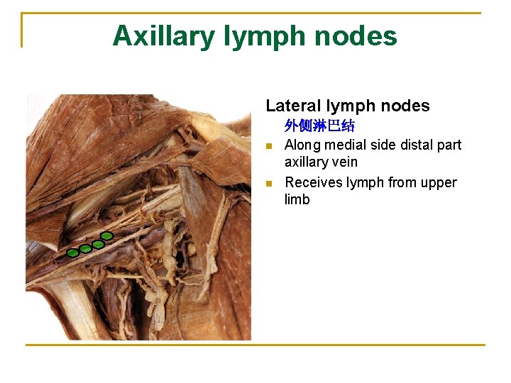 Axillary lymph nodes Lateral lymph nodes n n 外侧淋巴结 Along medial side distal part