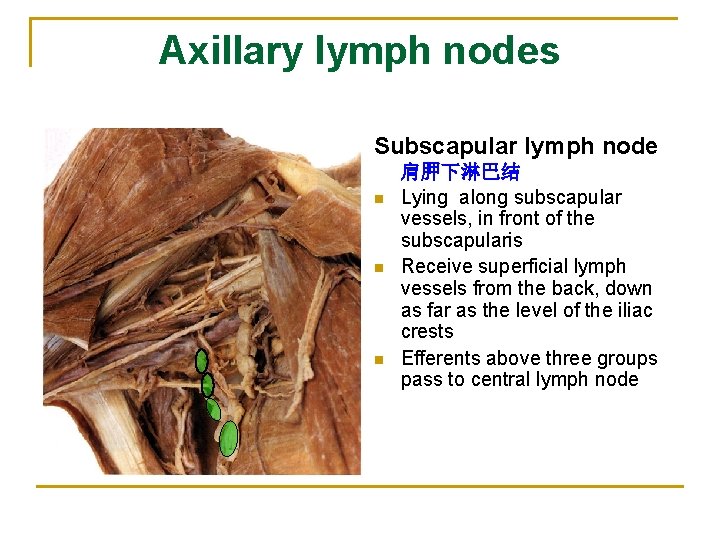 Axillary lymph nodes Subscapular lymph node n n n 肩胛下淋巴结 Lying along subscapular vessels,