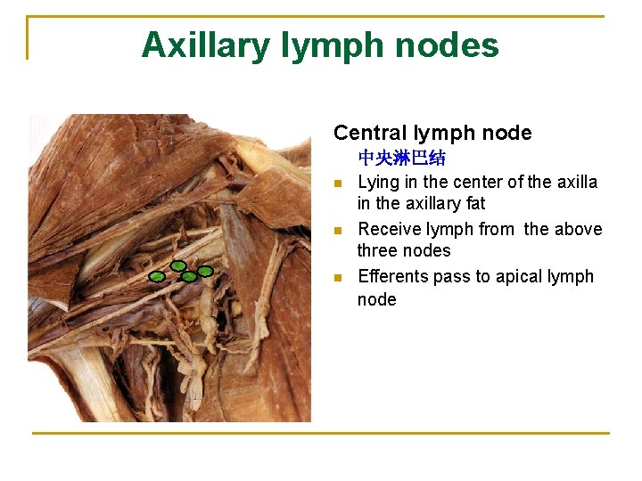 Axillary lymph nodes Central lymph node n n n 中央淋巴结 Lying in the center
