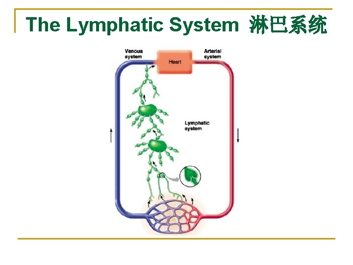 The Lymphatic System 淋巴系统 