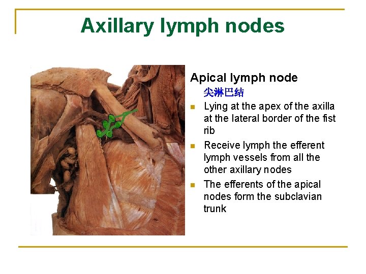 Axillary lymph nodes Apical lymph node n n n 尖淋巴结 Lying at the apex