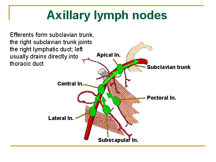 Axillary lymph nodes Efferents form subclavian trunk, the right subclavian trunk joints the right