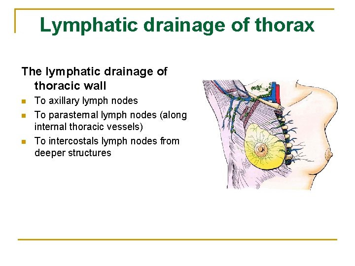 Lymphatic drainage of thorax The lymphatic drainage of thoracic wall n n n To