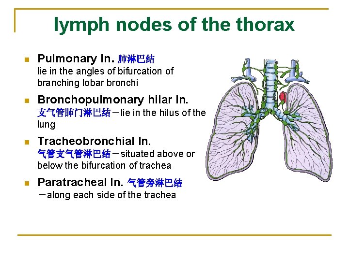 lymph nodes of the thorax n Pulmonary ln. 肺淋巴结 lie in the angles of