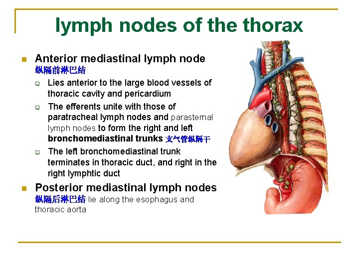 lymph nodes of the thorax n Anterior mediastinal lymph node 纵隔前淋巴结 q q q