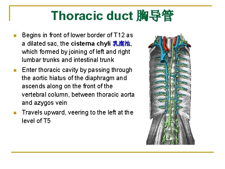 Thoracic duct 胸导管 n Begins in front of lower border of T 12 as