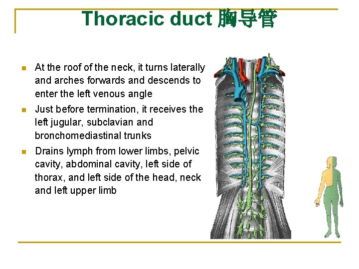 Thoracic duct 胸导管 n At the roof of the neck, it turns laterally and