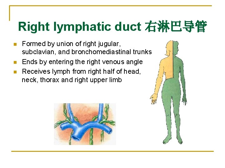 Right lymphatic duct 右淋巴导管 n n n Formed by union of right jugular, subclavian,
