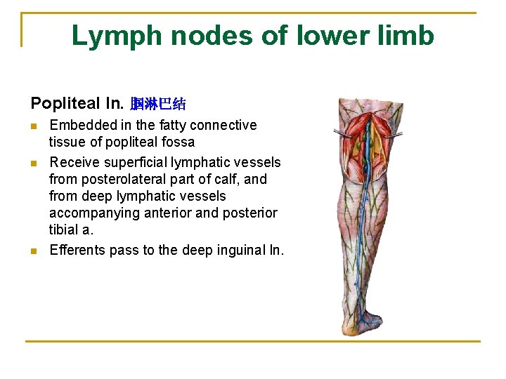 Lymph nodes of lower limb Popliteal ln. 腘淋巴结 n n n Embedded in the