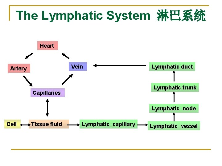 The Lymphatic System 淋巴系统 Heart Vein Artery Lymphatic duct Lymphatic trunk Capillaries Lymphatic node