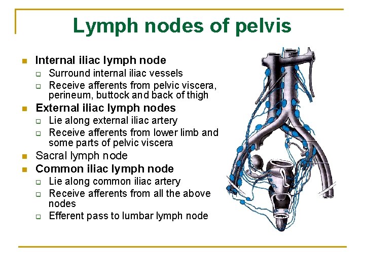 Lymph nodes of pelvis n Internal iliac lymph node q q n External iliac