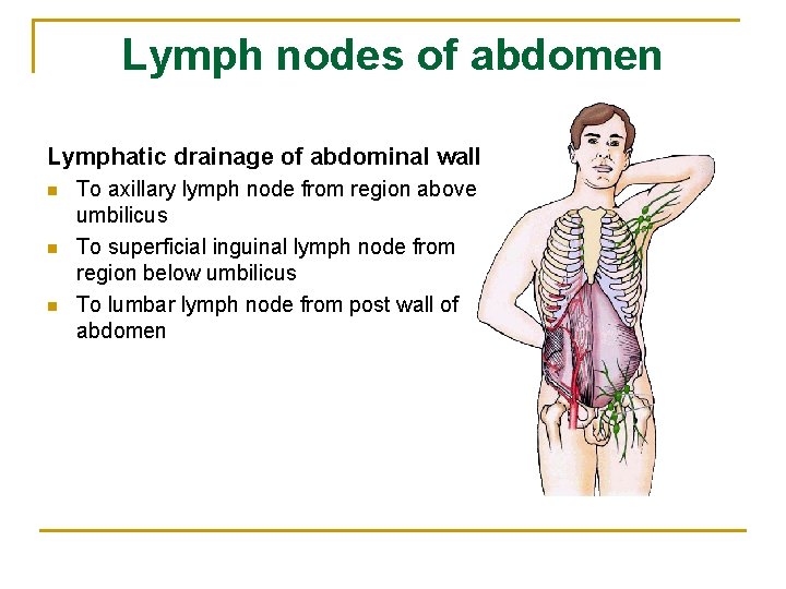 Lymph nodes of abdomen Lymphatic drainage of abdominal wall n n n To axillary