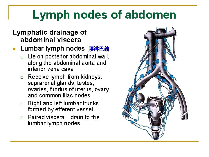 Lymph nodes of abdomen Lymphatic drainage of abdominal viscera n Lumbar lymph nodes 腰淋巴结