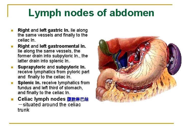 Lymph nodes of abdomen n n Right and left gastric ln. lie along the
