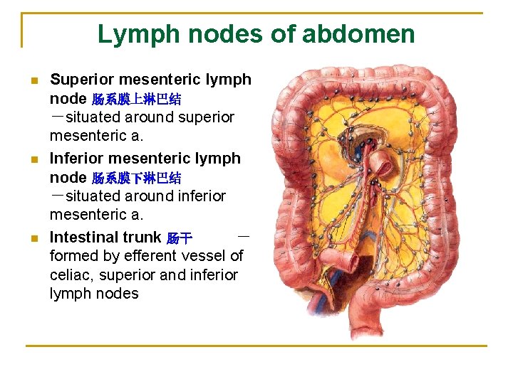 Lymph nodes of abdomen n Superior mesenteric lymph node 肠系膜上淋巴结 －situated around superior mesenteric