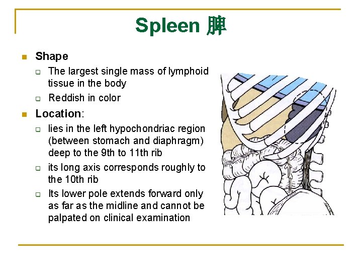 Spleen 脾 n Shape q q n The largest single mass of lymphoid tissue