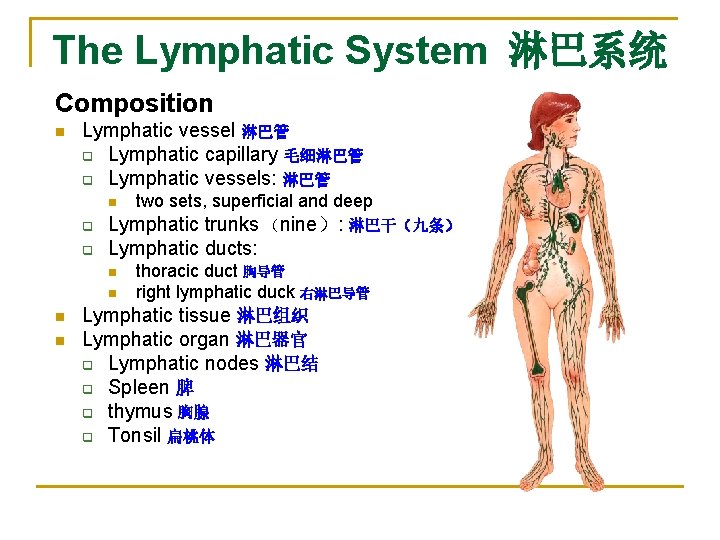 The Lymphatic System 淋巴系统 Composition n Lymphatic vessel 淋巴管 q Lymphatic capillary 毛细淋巴管 q