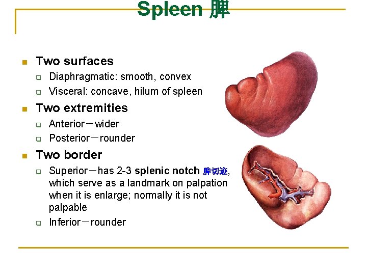 Spleen 脾 n Two surfaces q q n Two extremities q q n Diaphragmatic: