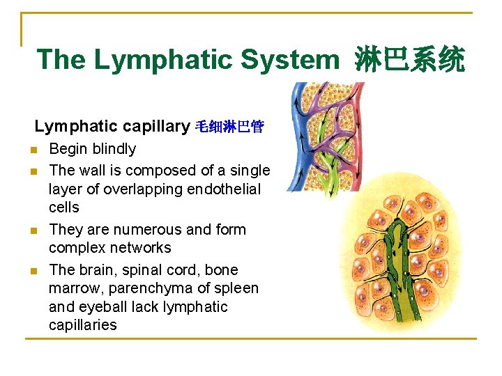 The Lymphatic System 淋巴系统 Lymphatic capillary 毛细淋巴管 n n Begin blindly The wall is