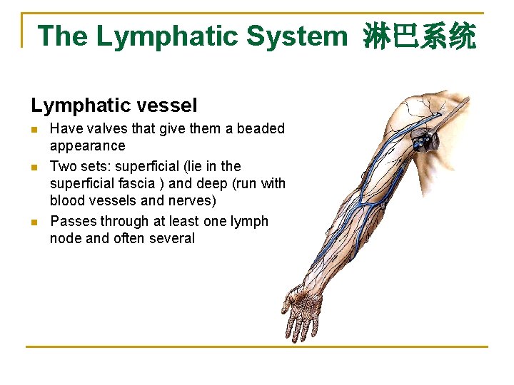 The Lymphatic System 淋巴系统 Lymphatic vessel n n n Have valves that give them