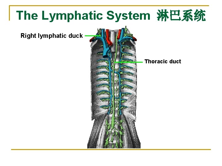 The Lymphatic System 淋巴系统 Right lymphatic duck Thoracic duct 