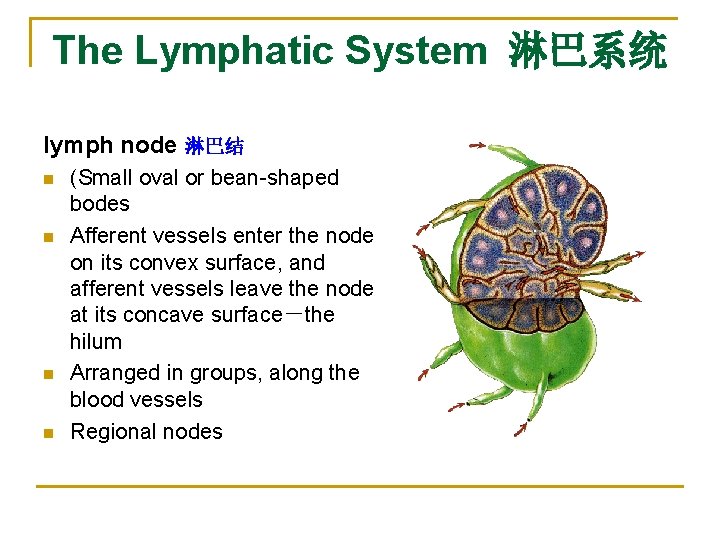 The Lymphatic System 淋巴系统 lymph node 淋巴结 n n (Small oval or bean-shaped bodes